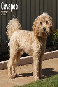 Cavapoo 2021 Wall Calendar