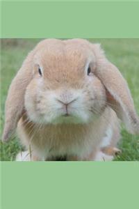 Spring Bunny