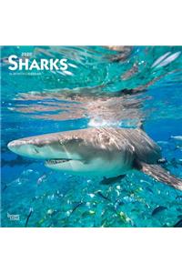 Sharks 2020 Square