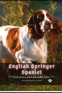 English Springer Spaniel