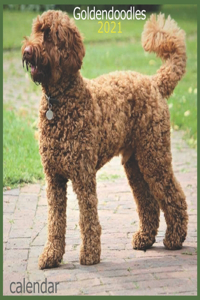 Goldendoodles