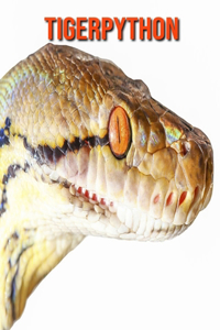 Tigerpython