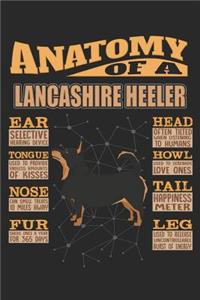 Anatomy Of A Lancashire Heeler