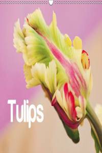 Tulips - English Version 2015