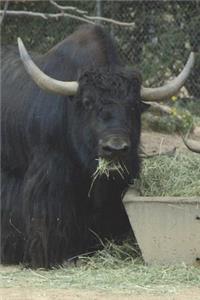 Yak Journal