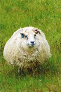 A Very Wooly White Icelandic Sheep in a Meadow Journal