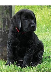 Black Labrador Puppy Notebook
