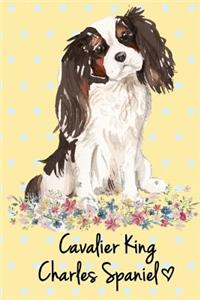 Cavalier King Charles Spaniel