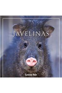 Javelinas