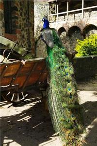Gorgeous Peacock in a European Courtyard Journal