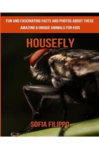 Housefly
