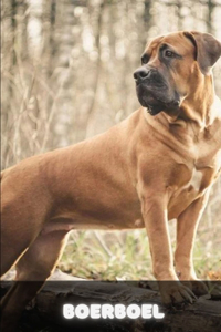 Boerboel