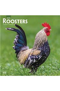 Roosters 2019 Square