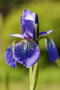 A Beautiful Purple Iris Flower Journal