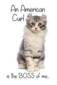 A Silver Tabby American Curl Cat is the Boss of me...