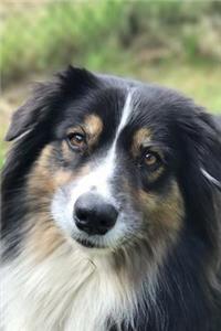 The Loving Eyes of an Australian Shepherd Journal