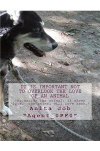 It is Important Not to Overlook the Love of an Animal