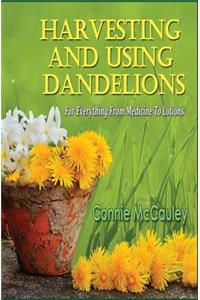 Harvesting and Using Dandelions