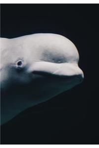 2019 Appointment Calendar