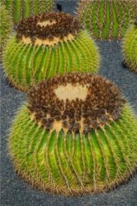 Mammillaria Cactus Plants Succulent Journal
