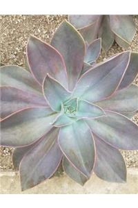 Succulent Notebook