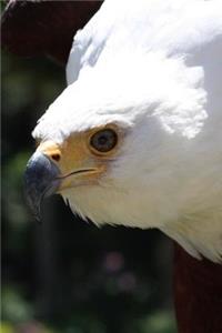 The African Fish Eagle Journal