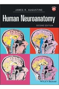 Human Neuroanatomy