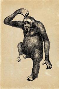 Troglodytes Gorilla