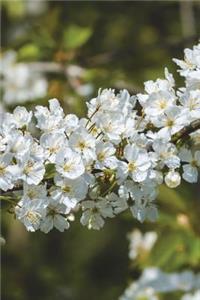 Missouri State Flower - Hawthorn Journal