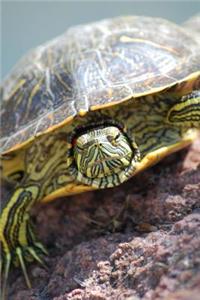Turtle Portrait Journal