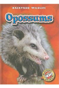 Opossums