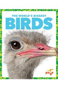 World's Biggest Birds