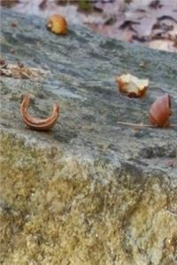 2020 Daily Planner Broken Acorns Rock 388 Pages