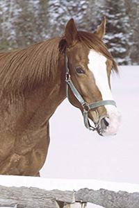 2020 Daily Planner Horse Photo Equine Winter Horse Snow 388 Pages