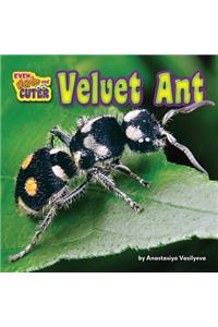 Velvet Ant