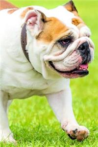 English Bulldog On a Walk in Spring Journal