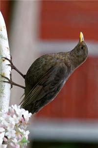 Perched Female Blackbird Journal