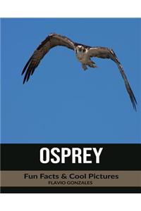 Osprey: Fun Facts & Cool Pictures