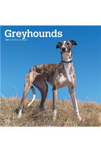 GREYHOUNDS 2020 SQUARE WALL CALENDAR