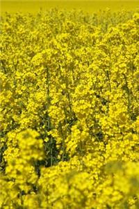 Oilseed Rapeseed Journal
