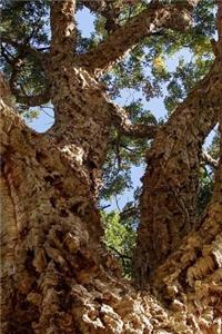 Quercus Suber Cork Oak Tree Trunk and Bark in Italy Journal