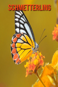 Schmetterling: Erstaunliche Fakten & Bilder