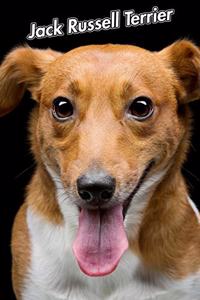 Jack Russell Terrier
