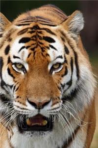 MindBlowing Cute Siberian Tiger Journal 4