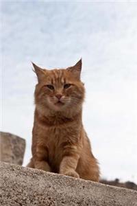 A Skeptical Orange Ginger Cat Sitting on a Wall Journal