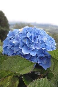 Beautiful Blue Hydrangea Blossoms Spring Flower Journal