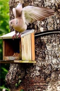 Doves Notebook