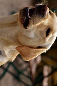 Yellow Lab Labrador Retriever Dog Barking Journal