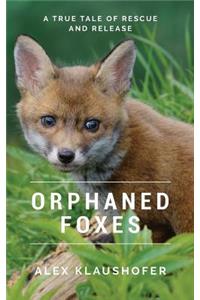 Orphaned Foxes
