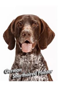 German Shorthaired Pointer